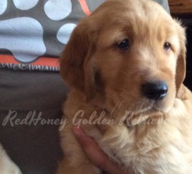 RedHoney golden retrievers